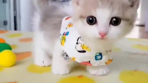 Meow Meow So Cute Kitten #cat #shorts