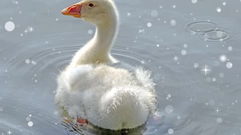 Snow Goose