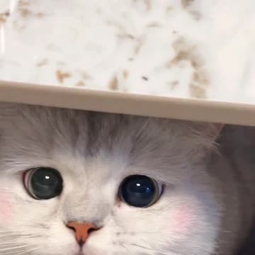 Fanny cat videos | kitty cat video | Cute cat videos | Pet Animal video |