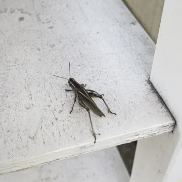 The most dangerous insect in the world.The first time I saw a locust in my garden
