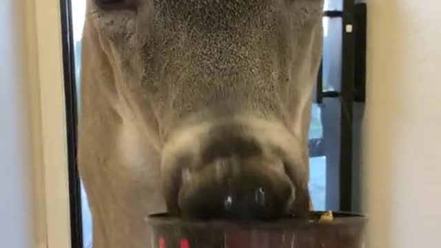 The clever deer