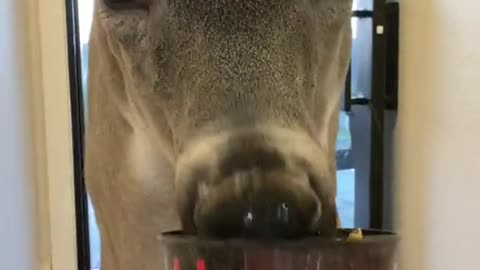 The clever deer