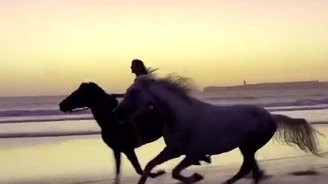 Two horses were running in the sunset