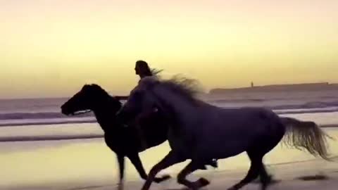 Two horses were running in the sunset