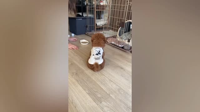 MOST FUNNY ANIMAL VIDEO 2022 HAHAHAHAHA........
