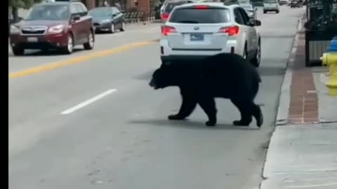 Bears are Nature Gangsters