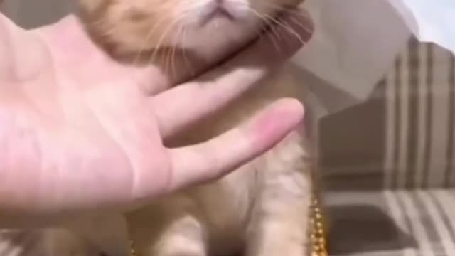 Funniest and cute cats