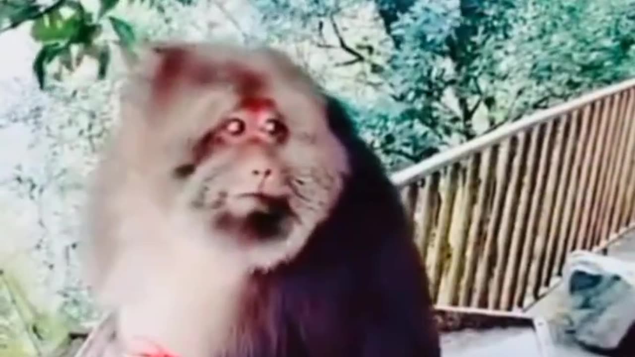 😂🤣 Funny animal video 🤣😂