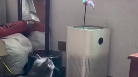 FUNNY CATS and DOGS