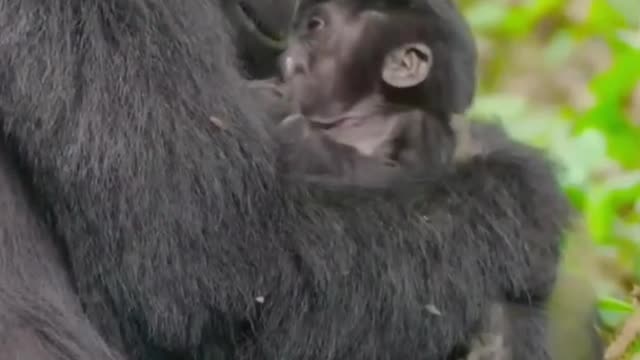 Mother gorilla carrying his baby like human | gorilla fight