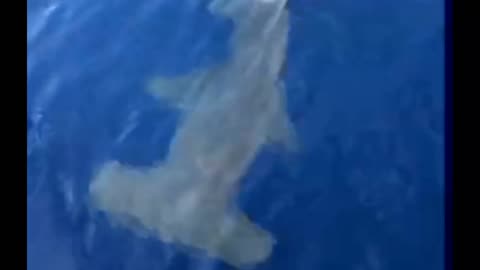 Giant Hammerhead Shark