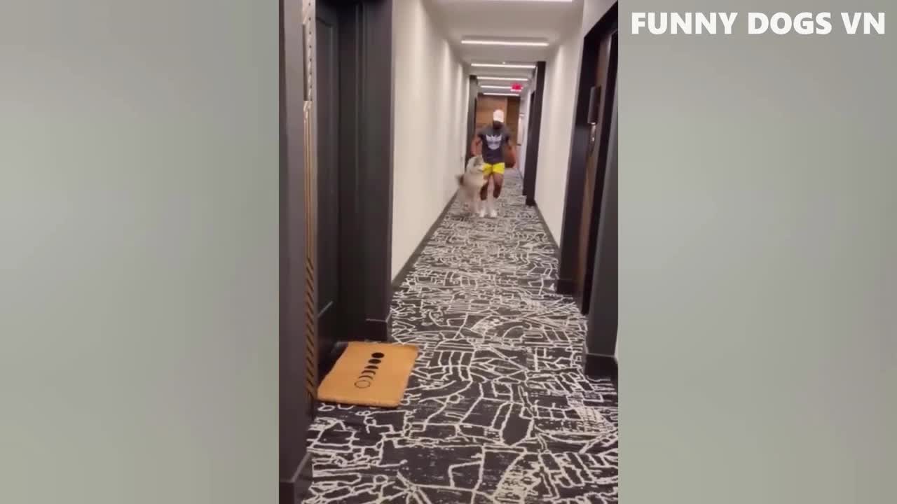Funniest animals