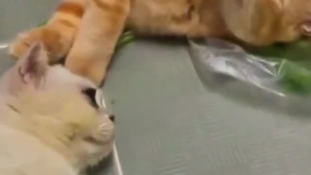 Cute Animals #Shorts