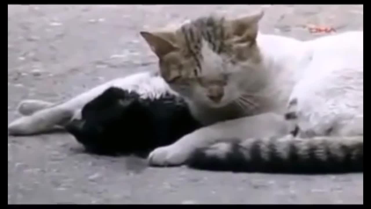 Seekor kucing yang berusaha menghidupkan temannya yang sudah mati.