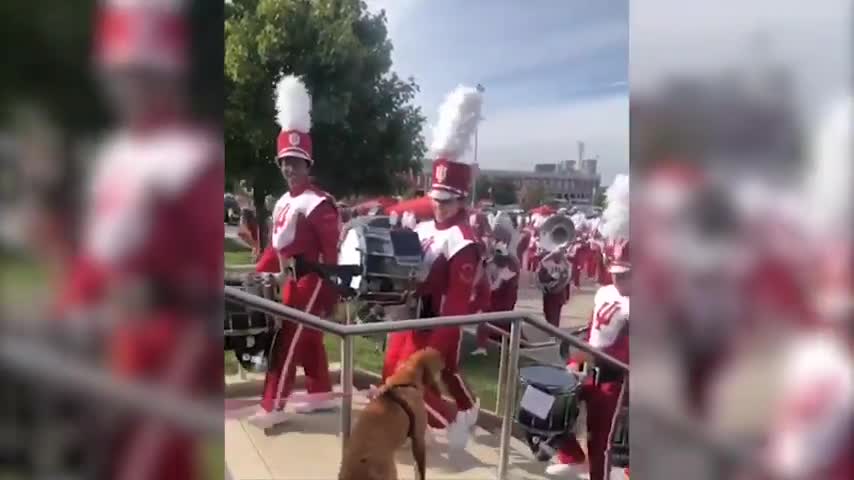 Golden Retriever Gets Pet by Marching Band