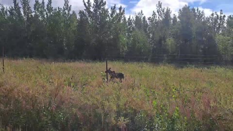 Baby Moose