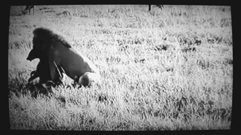 THE KING OF THE JUNGLE