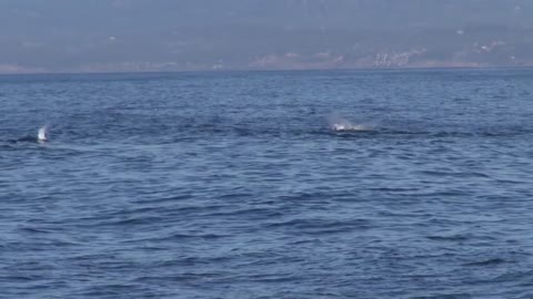 09-26-2017_ Orcas Show up Again and The Humpbacks Don't Like It