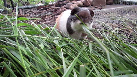 Guinea Pig Eats!