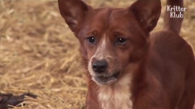 Dog adopts cow as mother and unexpected reunion after separation