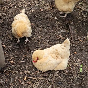 OMC! Hen micro-naps while relaxing with her fellow chickens.