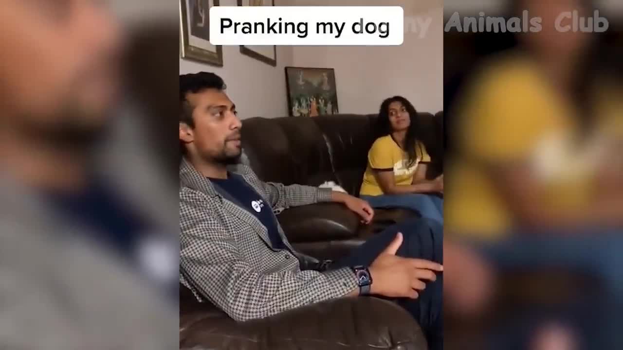 Pranking my dog