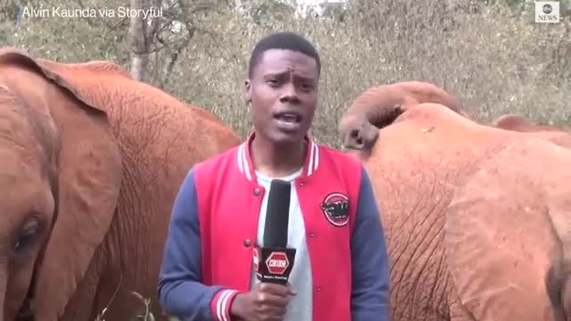 Baby elephant interrupts reporter's piece to camera
