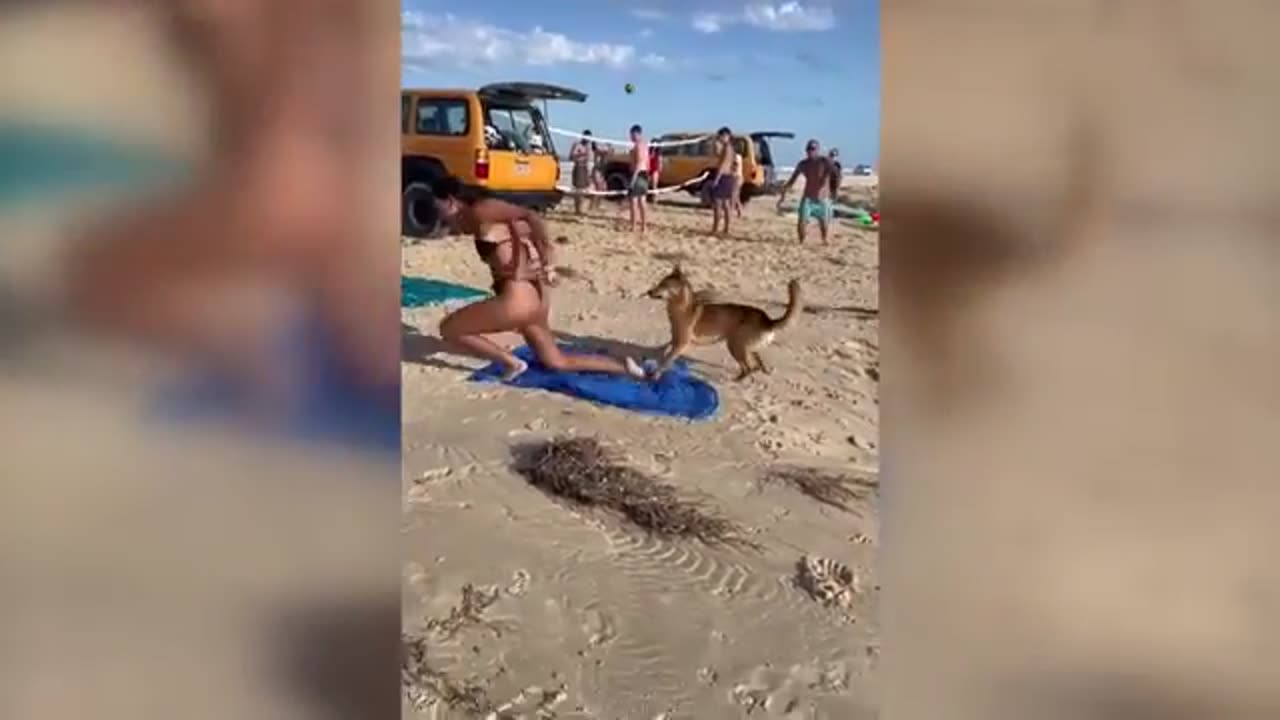 Australia : Dingo bites sunbating tourist in Queensland