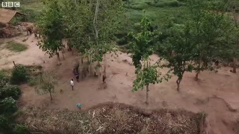 Elephants Freed From Tourism Trade | BBC Earth