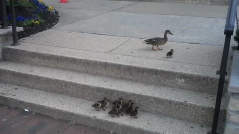 Ducklings vs stairs