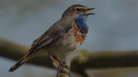 The Bluethroat: Close Up HD Footage (Luscinia svecica)