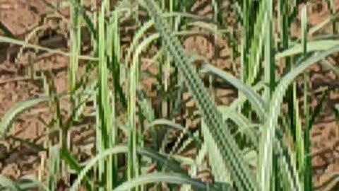 Sugarcane farming