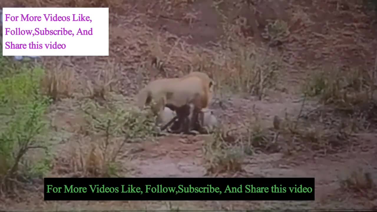 Two big Loins are trying to kill his friend a big weak Lion