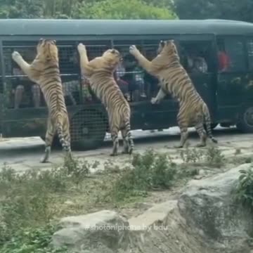 #shotoniphone meme 😲 TIGERS IN ACTION