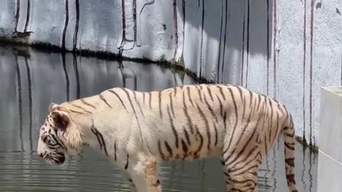 Vomiting tiger