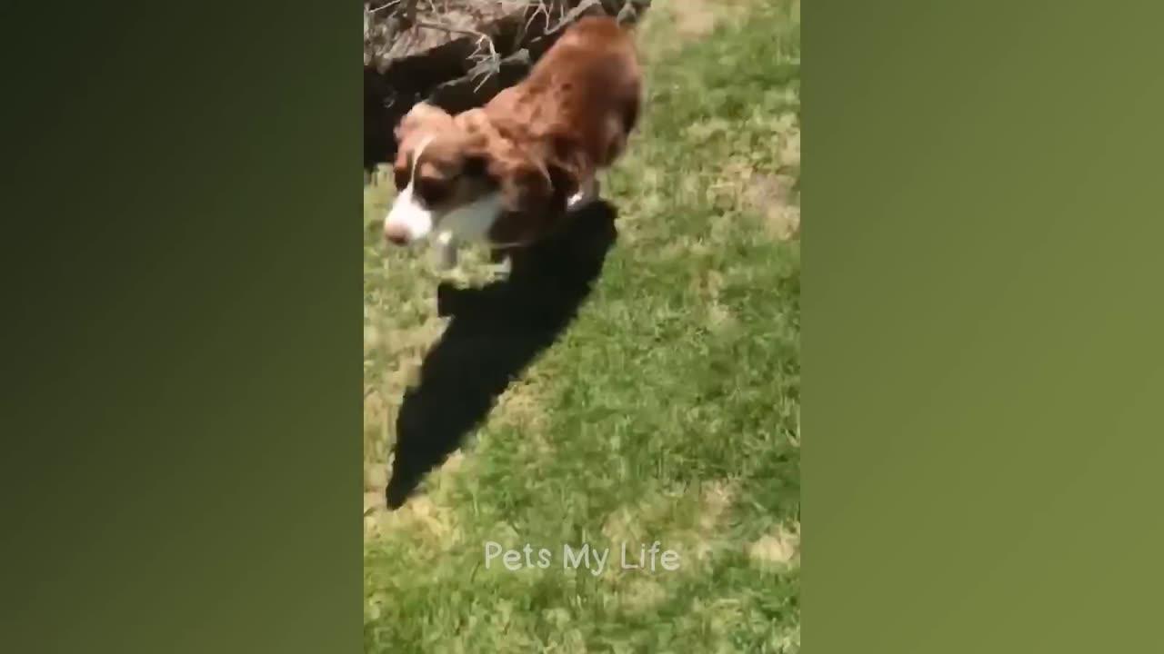 New Funny Animal Complition 😍😁 Funniest Cats and Dogs Videos 😹🐶 Part-01