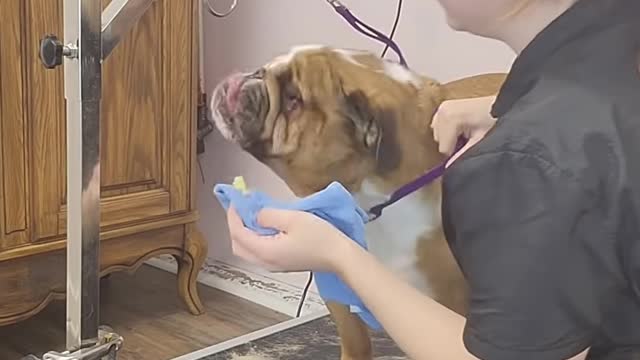 Cranky Bulldog cries like an alien for nail clipping