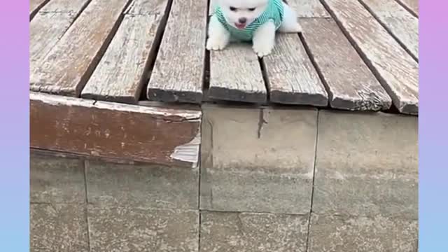 Funny and cute dogs video compilation# shorts