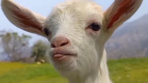 Funny goat 🐐😂