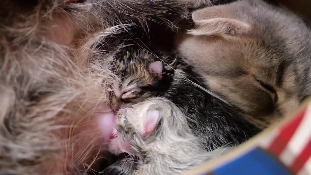 When I woke up in the morning, the mother cat gave birth to her kittens.