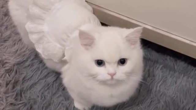 Cute cat, there's something cute about it.