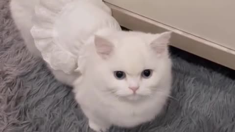 Cute cat, there's something cute about it.