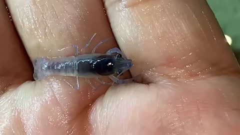 Guy Holding a Very Tiny Baby Crayfish That's 26 Days Old