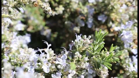 A bee in action.