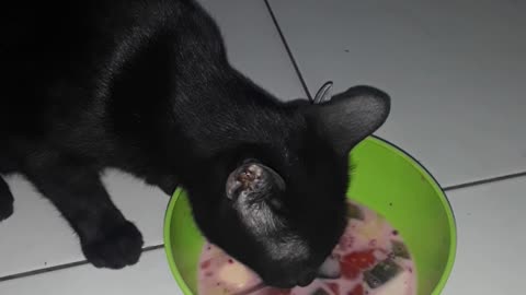 Cat eat fruit ice