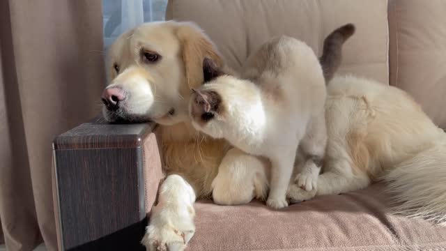 Kitten Trying to Earn Attention from Golden Retriever!