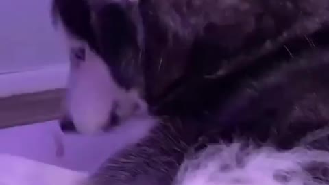 When meekathehusky wants her space😅