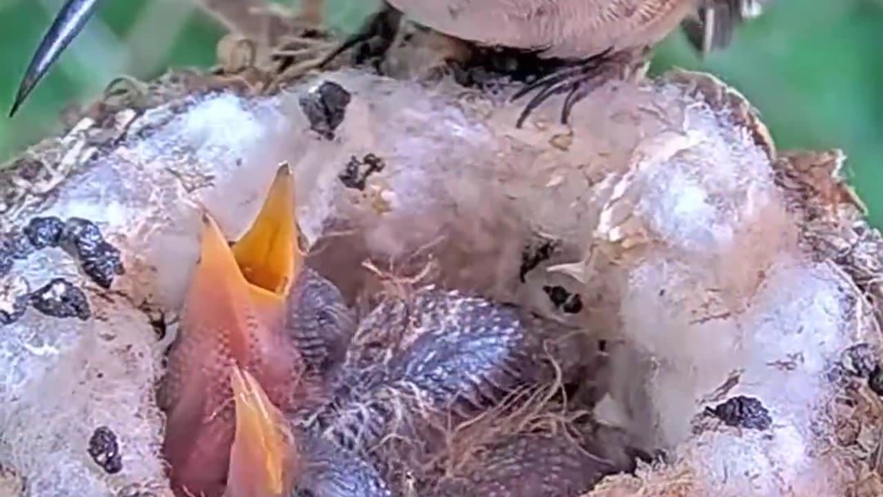 š¤£FUNNIEST_POO_VIDEO!_Baby_Hummingbirds_Poop_from_the_Nest,_Funny_Sounds!_#babyhummingbird_#babybird