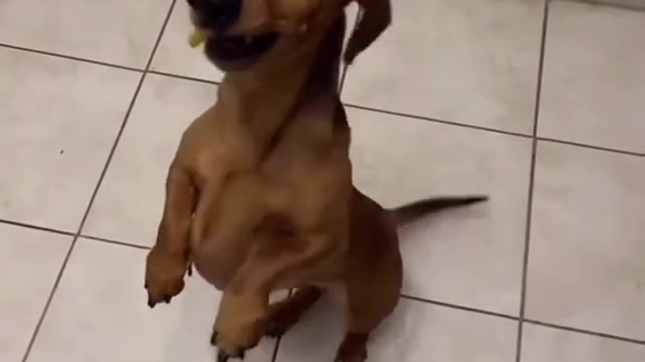 Dog tasting something weirdly