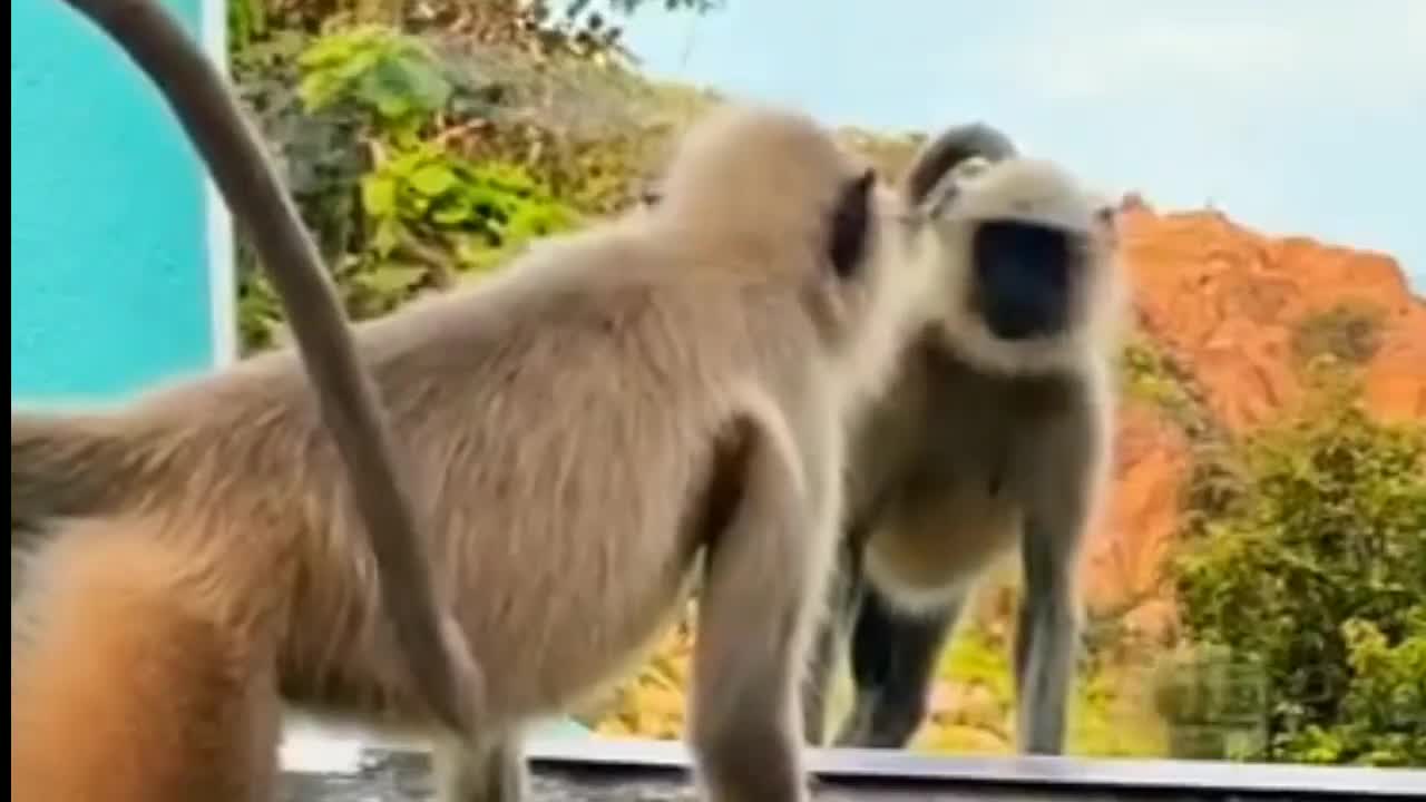 animals funny moments #animal #funnymonkey #funnyanimals #birds #dogs #cats